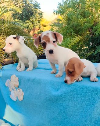 Jack russell terrier nano