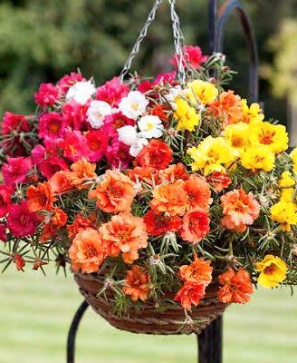 vasetti di portulaca doppia 