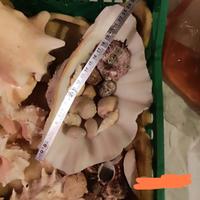 collezione di conchiglie con tridacna cassis