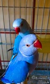 Parrocchetto dal collare cleartail