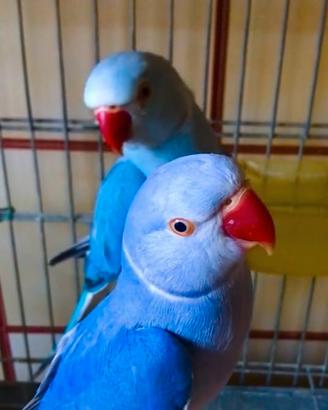Parrocchetto dal collare cleartail