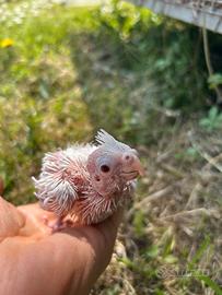 Pullo calopsite bianco