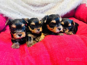 Cuccioli di Yorkshire