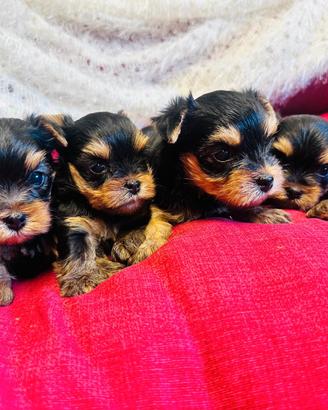 Cuccioli di Yorkshire