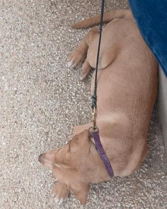 Cucciolo golden