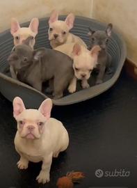 Bulldog francese 4 mesi