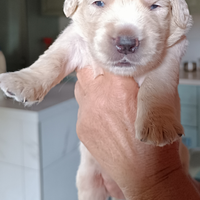 Cuccioli di Golden retriever con pedigree