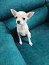 chihuahua-toy