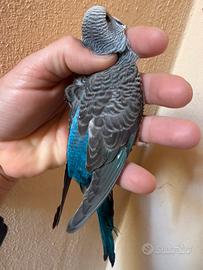 Cocorite ondulati ala nera