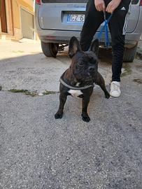 Bulldog francese