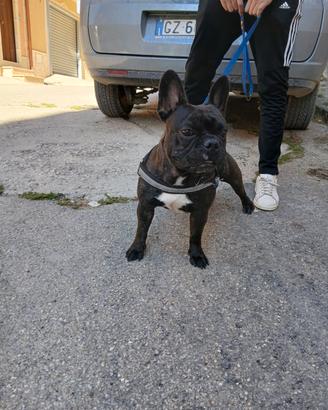 Bulldog francese