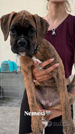 Cuccioli boxer da Riproduzione Selezionata