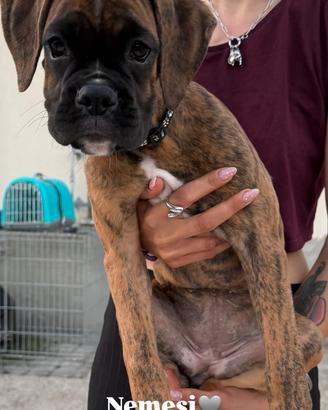 Cuccioli boxer da Riproduzione Selezionata