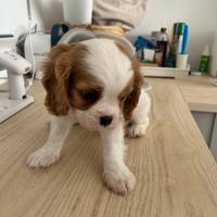 Cuccioli di Cavalier king blenheim