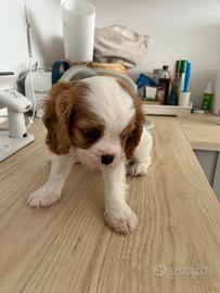 Cuccioli di Cavalier king blenheim