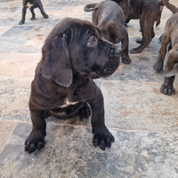Cuccioli di Cane corso Con pedigree e microcip