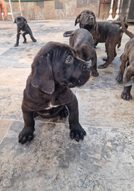 Cuccioli di Cane corso Con pedigree e microcip