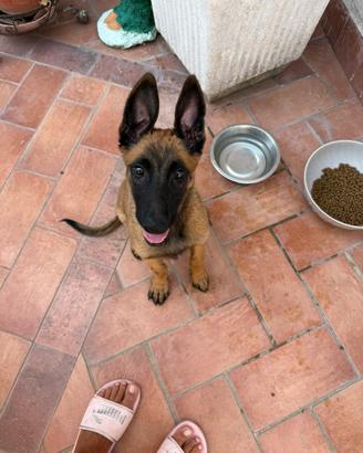 Cuccioli di Pastore Belga Malinois
