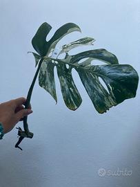 Talea monstera albovariegata