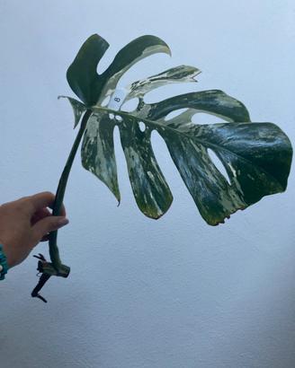 Talea monstera albovariegata