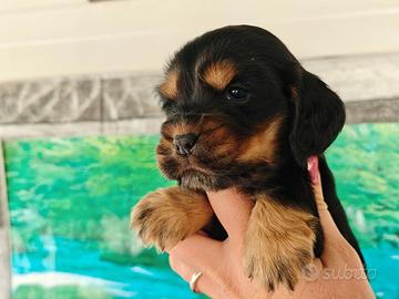 Cuccioli di Cocker spaniel inglese con Pedigree
