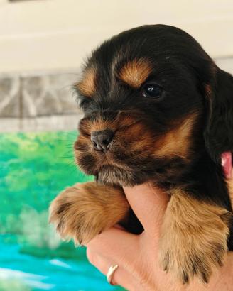 Cuccioli di Cocker spaniel inglese con Pedigree