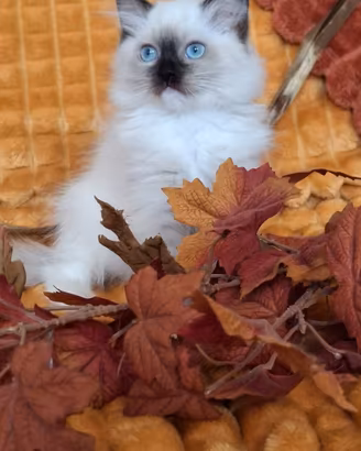 Ragdoll con Pedigree