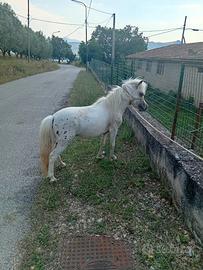 Pony