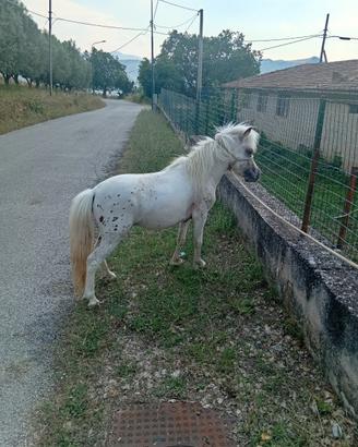 Pony