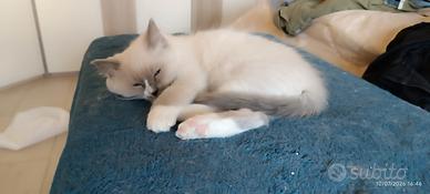 Ragdoll nati il 28/03/26
