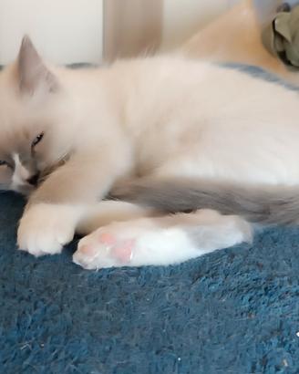 Ragdoll nati il 28/03/26