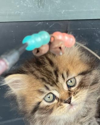 Persiano