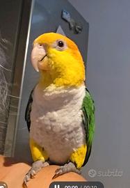 Pionites leucogaster (Caicco)