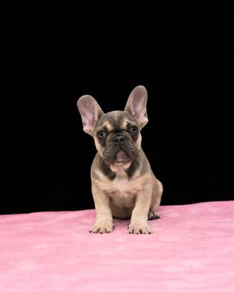 Bulldog francese