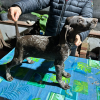 Vendita cuccioli di kurzhaar di tre mesi