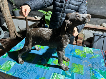 Vendita cuccioli di kurzhaar di tre mesi