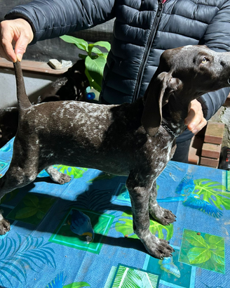 Vendita cuccioli di kurzhaar di tre mesi