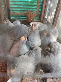 Cocincine nane grigio perla