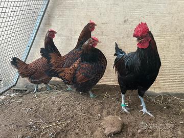 Galline di razza Derbyshire Redcap