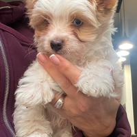 Biewer Yorkshire terrier