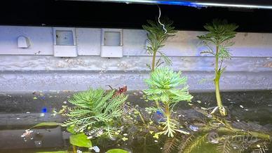 Piante per acquario