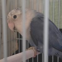 Inseparabile maschio