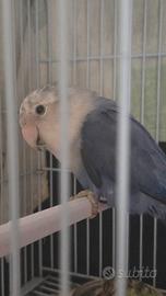 Inseparabile maschio