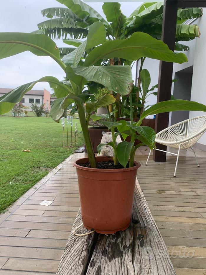Albero Di Banana Artificiale 2,7 M – Pianta Finta Realistica Con Foglie In Seta - 3