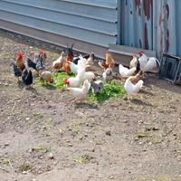 Galline a foggia