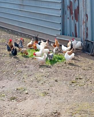 Galline a foggia