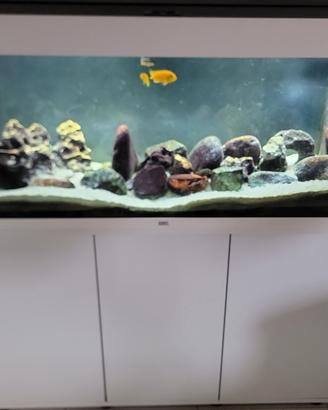Acquario Juwel Rio 240 litri