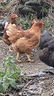 galline-ovaiole-e-ornamentali