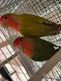 Inseparabile