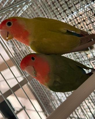 Inseparabile